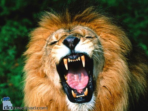 ferocious-lion